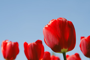 Image showing Red tulips field