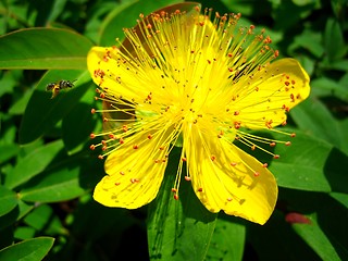 Image showing Buzzing Bee