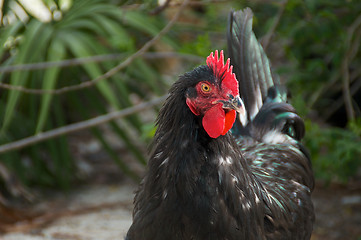 Image showing portrait of black maran rooster