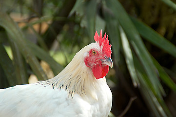 Image showing portrait of white maran rooster