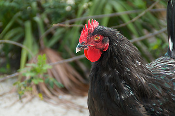 Image showing profile of maran cock chicken