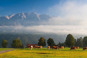 Image showing On pasture in the morning mist