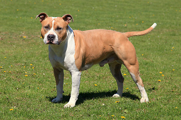 Image showing Old American Staffordshire Terrier