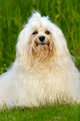 Image showing Bichon Havanais posing