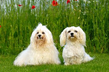 Image showing Two dogs in the natur