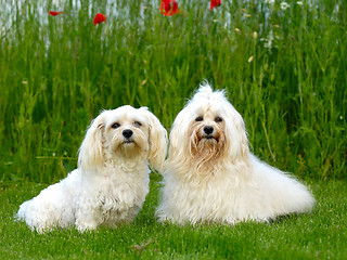 Image showing Two dogs, grass and flowers