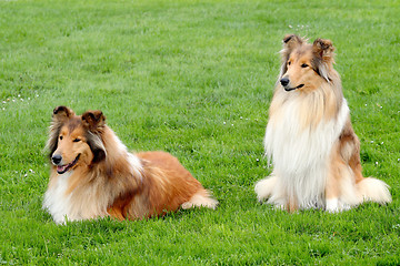 Image showing Two Collie Rough in a summer garden