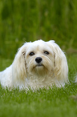 Image showing White dog on grass