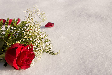 Image showing Snowy Rose