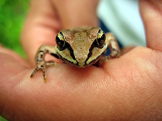 Image showing Frog in Hand