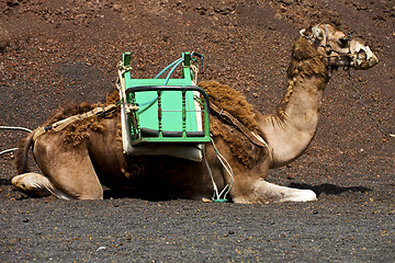 Image showing brown dromedary bite in the volcanic timanfaya lanzarote spain a