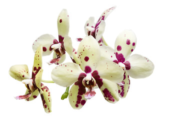 Image showing Stem of orchids

