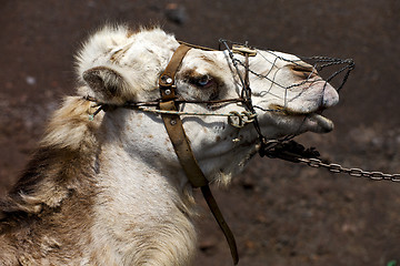 Image showing brown dromedary bite in the volcanic timanfaya lanzarote  