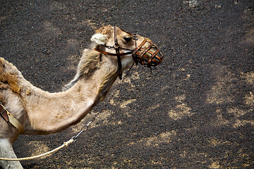 Image showing brown dromedary bite in the volcanic timanfayaspain africa