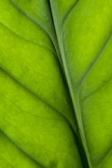 Image showing Leaf closeup

