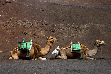 Image showing  in the volcanic timanfaya lanzarote spain africa