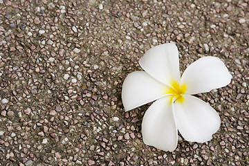 Image showing White Frangipani flower on rock surface

