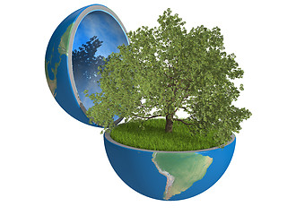 Image showing Oak tree inside planet
