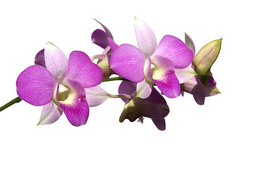 Image showing Pink Orchids isolated

