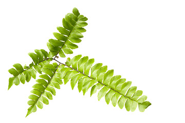 Image showing Fern leaves isolated

