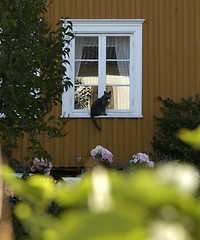 Image showing Cat in window