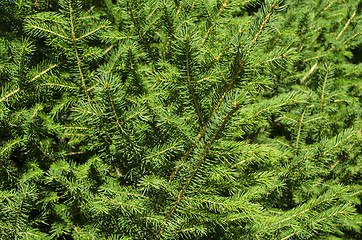 Image showing Background of Christmas tree branches 