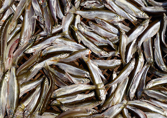 Image showing Fresh small fish background at a market 