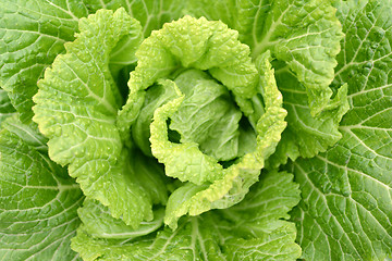 Image showing Cabbage Closeup 