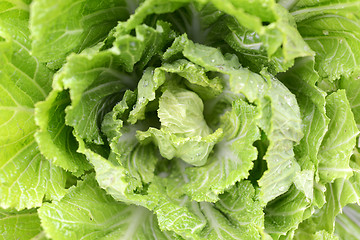 Image showing Cabbage Closeup 