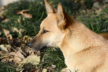 Image showing Dog portrait closeup