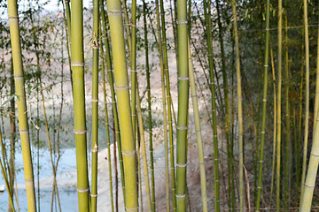 Image showing Bamboo forest