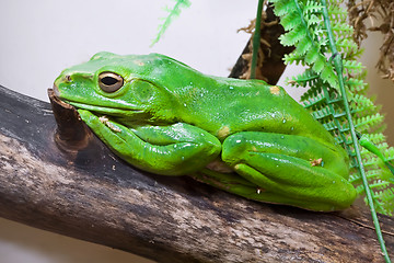 Image showing Chinese flying frog