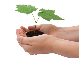 Image showing Tree in hands