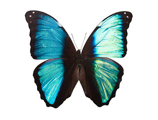 Image showing Butterfly