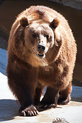 Image showing Bear