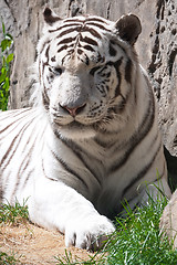 Image showing White Tiger