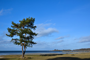 Image showing Lone coastal pine tree