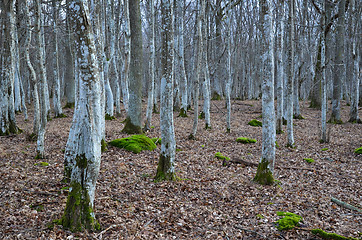 Image showing Mystical forest