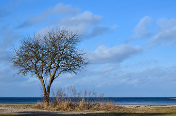 Image showing Bare single tree