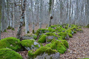 Image showing Mossy rocks