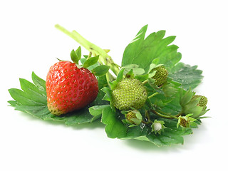 Image showing strawberries