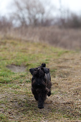 Image showing Miniature schnauzer