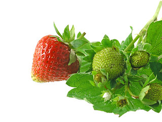 Image showing strawberries