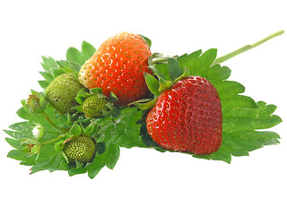 Image showing strawberries