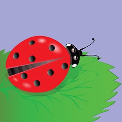 Image showing ladybird