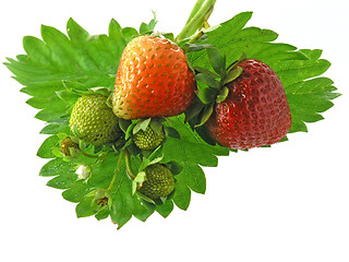 Image showing strawberries