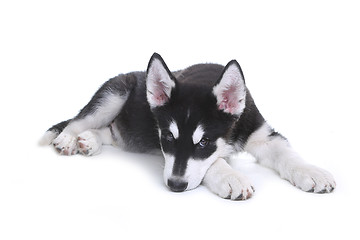 Image showing Alaskan Malamute Puppy on White Background in Studio