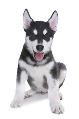 Image showing Alaskan Malamute Puppy on White Background in Studio