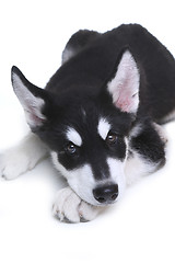 Image showing Alaskan Malamute Puppy on White Background in Studio