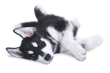 Image showing Alaskan Malamute Puppy on White Background in Studio